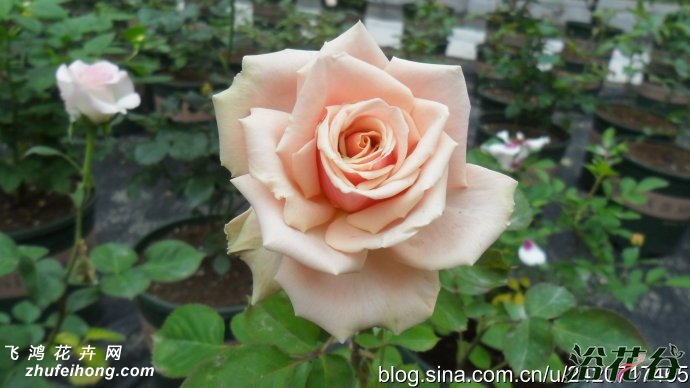 ԰Eden Romantic