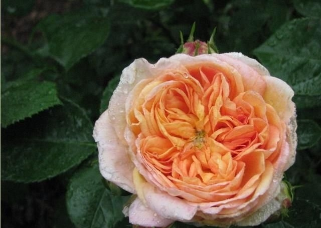 ������ʦ�¼�