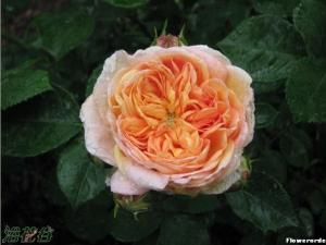 ������ʦ��Alchymist��