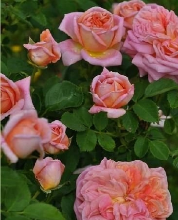 ������ʦ�¼�