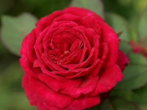 蒙特卡洛(Red Monte Rosa)
