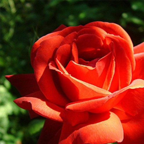 坛寺的火灯(Danse Du Feu)