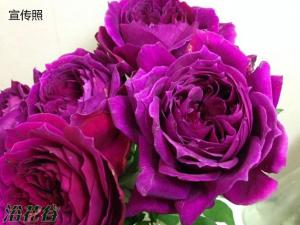 艺术泄漏(アートリーク)