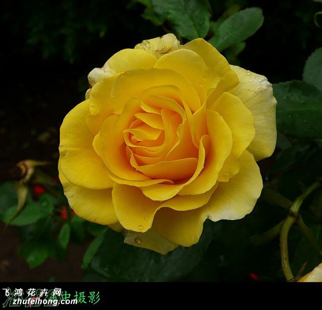 rosa golden scepter