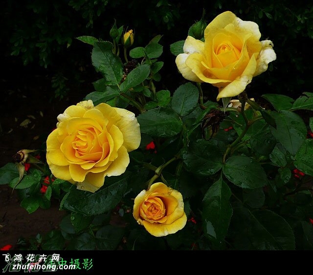 rosa golden scepter