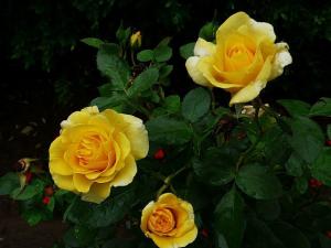 金凤凰rosa golden scepter