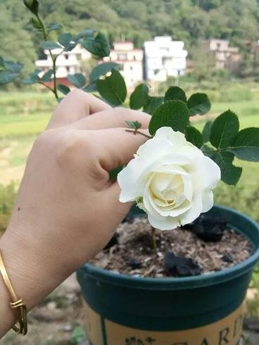 梦之蕾月季介绍
