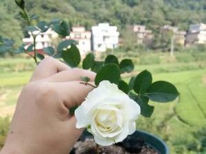 梦之蕾月季介绍