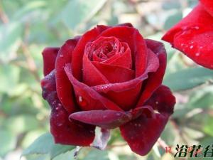 朱墨双辉Crimson Glory