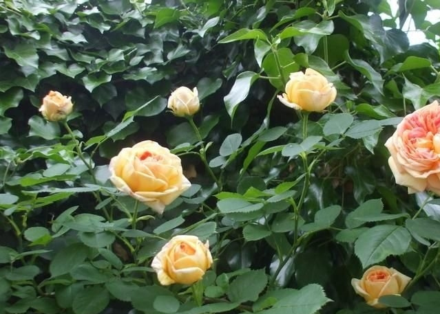 ������ʦ�¼�