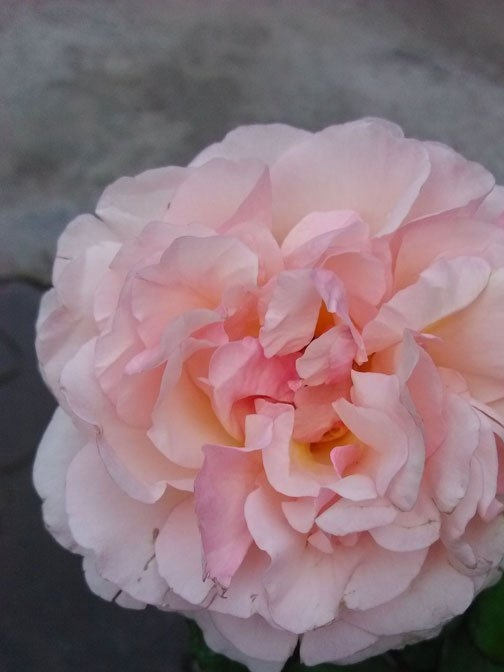 浪漫俳句Haiku Romantika
