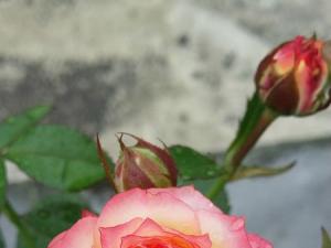 õɴ Romantic Rose veil