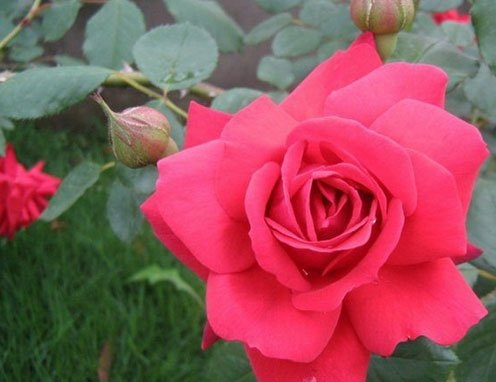 坛寺的火灯(Danse Du Feu)