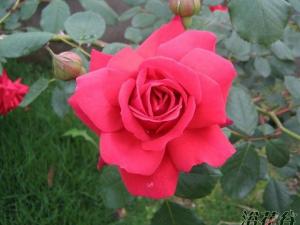 ̳µĻ(Danse Du Feu)