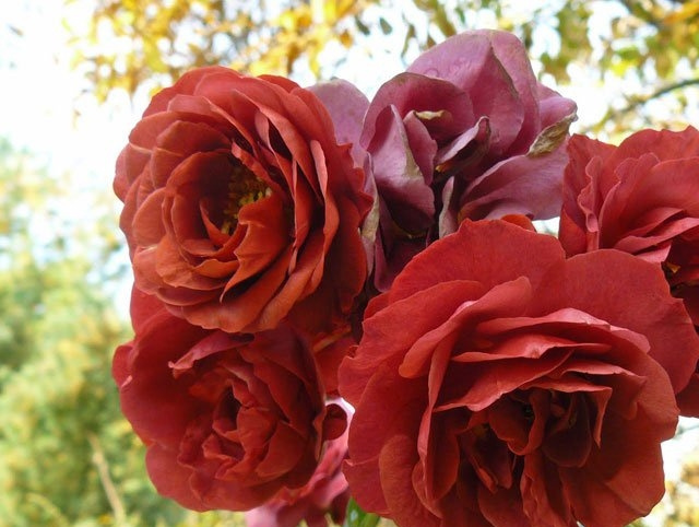 布朗天鹅绒(Brown Velvet)月季