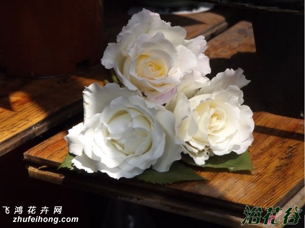 ְأLe Blanc
