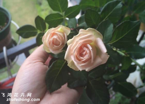 ݵLea Romantica