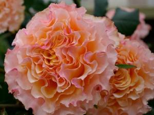 康帕内拉桃色Campanella Peach