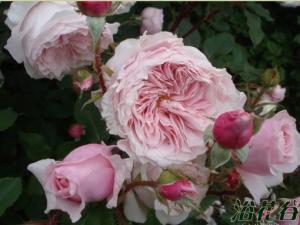 古董月季(Antique Rose) 温和水果香味