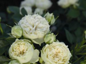 布兰切特(Blanchette)