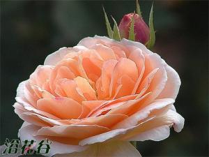 泰莫拉（Tamora）