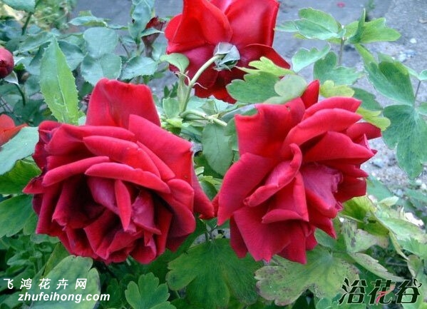 ī˫Crimson Glory
