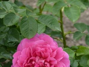 安妮公主（Princess Anne）