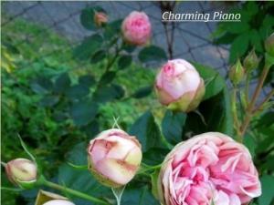 妩媚钢琴(charming piano)