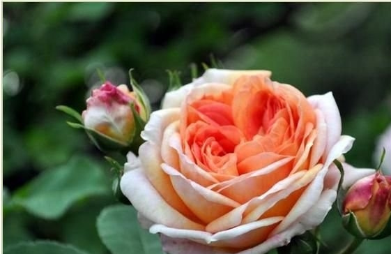 ������ʦ�¼�