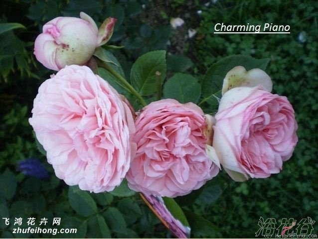 妩媚钢琴(charming piano)月季