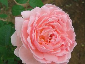 雅子(Eglantyne)