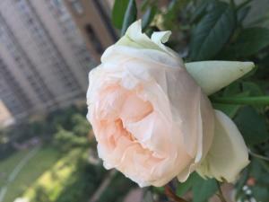 风采小提琴Violino Riche 植株可达1.2米，枝条软易垂头