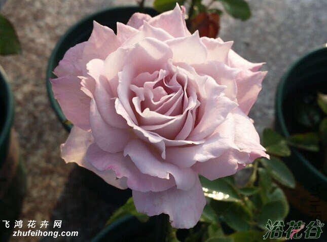 夦