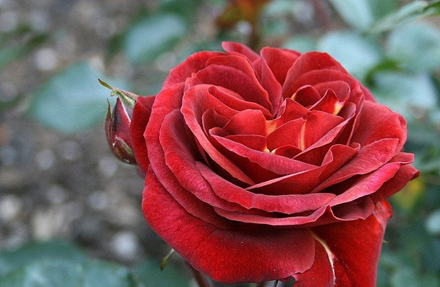 布朗天鹅绒(Brown Velvet)月季