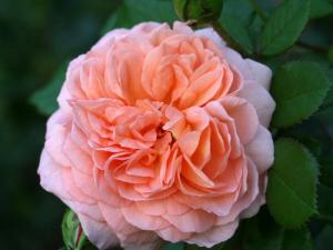 路易斯克莱门兹 louise cle 一次开花后偶尔重复开花