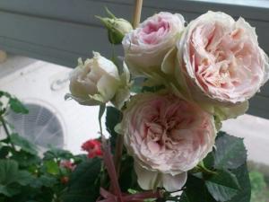 绒球门廊Pompon Veranda