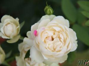 白桃草莓冻糕(ストロベリー 多季节重复盛开，花量大，耐热，耐开