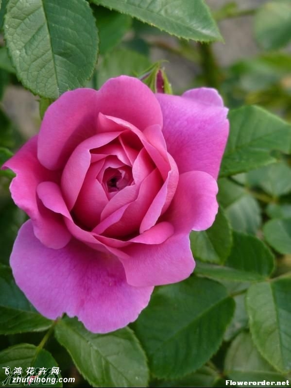 ݹPrincess Anne¼