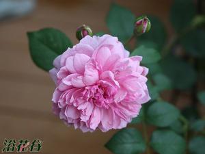 修女伊丽莎白 Sister Eliza