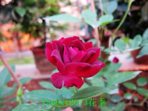 葡萄冰山(Burgundy Iceberg) 多季节重复开花，花开非常勤
