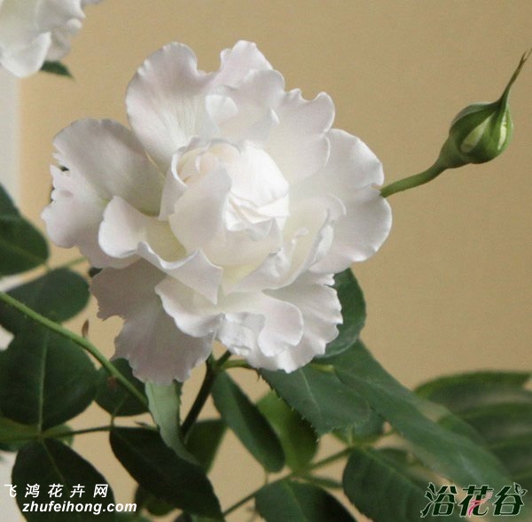 ְأLe Blanc