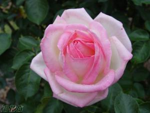 摩纳哥公主 Princesse de Mo