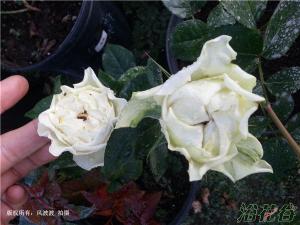 白波(White Wave)