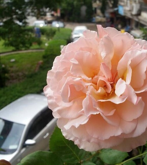 浪漫俳句Haiku Romantika