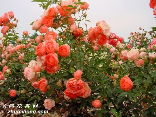 ȿ˹أMargo Koster¼
