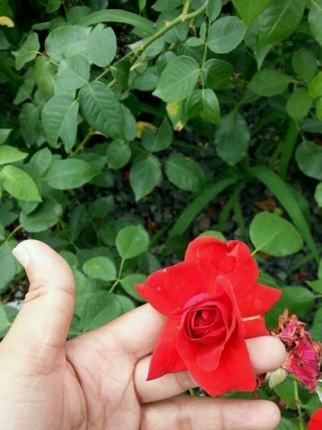 坛寺的火灯(Danse Du Feu)