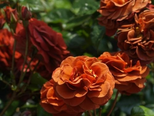 布朗天鹅绒(Brown Velvet)月季