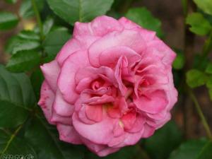 艾格尼丝(Agnes Schilliger) 花朵耐开耐晒，单花期长，植株强壮
