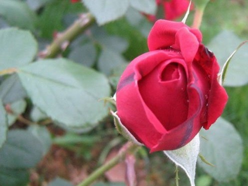 坛寺的火灯(Danse Du Feu)