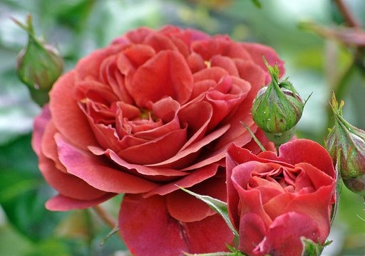 布朗天鹅绒(Brown Velvet)月季